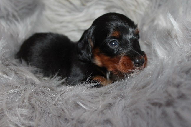IMG_7190 RAVEN PUPPIES 7-29-2026 Long hair Female #2 SOLD