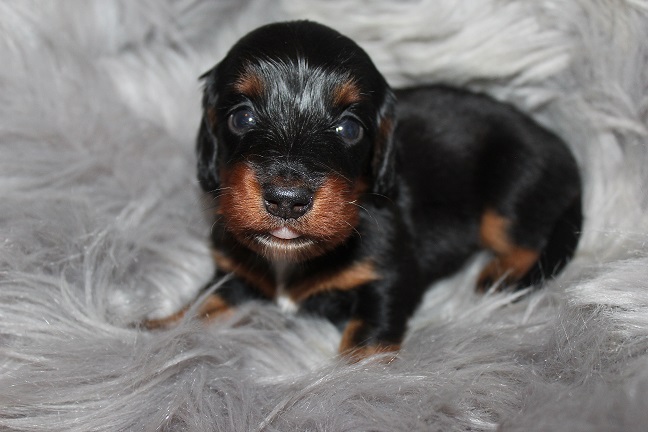 IMG_7194 RAVEN PUPPIES 7-29-2026 Long hair Female #2 SOLD