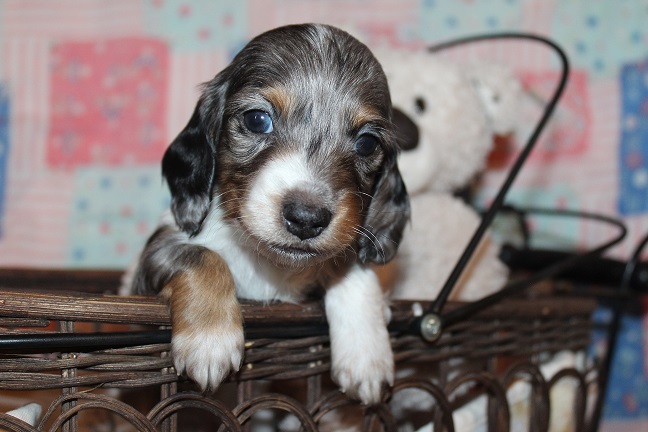 Long-haired Male #4 SOLD