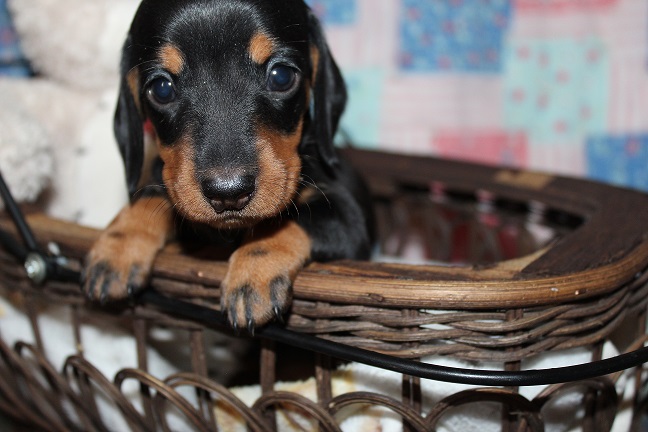 IMG_7361 RAVEN PUPPIES 8-5-2026 Smooth Female #1 SOLD