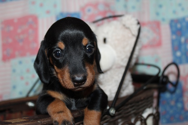 IMG_7369 RAVEN PUPPIES 8-5-2026 Smooth Female #1 SOLD