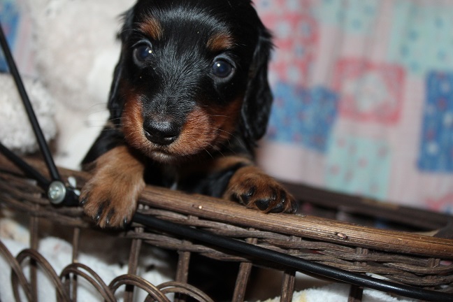 IMG_7379 RAVEN PUPPIES 8-5-2026 Long hair Female #2 SOLD