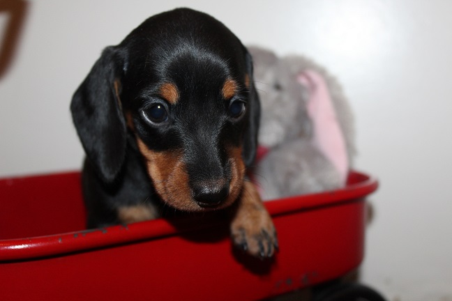 IMG_7481 RAVEN PUPPIES 8-12-2026 Smooth Female #1 SOLD