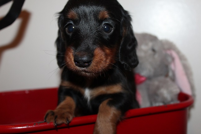 IMG_7491 RAVEN PUPPIES 8-12-2026 Long hair Female #2 SOLD