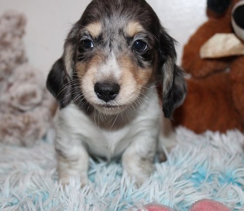 Long-haired Male #2 SOLD