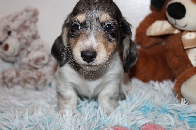 Long-haired Male #2 SOLD