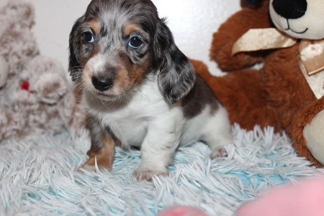 Long-haired Male #4 SOLD