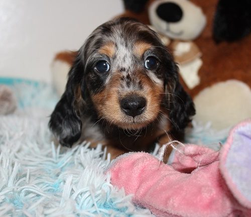 Long-haired Female SOLD