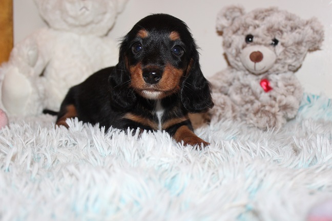 IMG_7872 raven puppies 8-19-2026 Long hair Female #2 SOLD