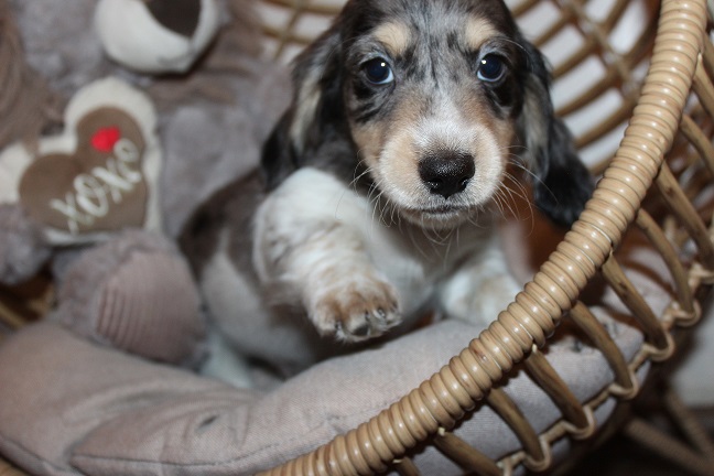 IMG_7892 HILDA PUPPIES 8-19-2026 Long-haired Male #2 SOLD