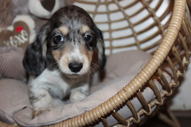 IMG_7893 HILDA PUPPIES 8-19-2026 Long-haired Male #2 SOLD