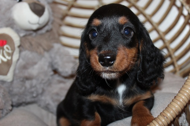 IMG_8231 RAVEN PUPPIES 8-26-2026 Long hair Female #2 SOLD