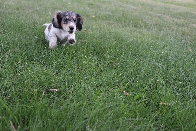 IMG_8324 HILDA PUPPIES 8-26-2026 Long-haired Male #2 SOLD