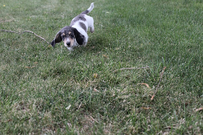 IMG_8330 HILDA PUPPIES 8-26-2026 Long-haired Male #2 SOLD