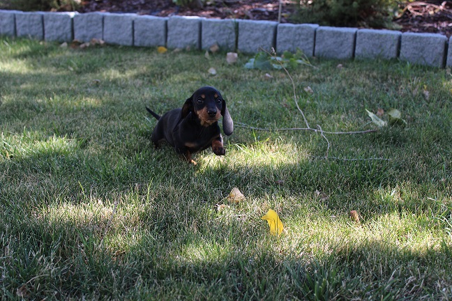 IMG_8675 RAVEN PUPPIES 9-2-2026 Smooth Female #1 SOLD