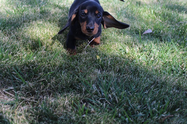 IMG_8694 RAVEN PUPPIES 9-2-2026 Smooth Female #1 SOLD
