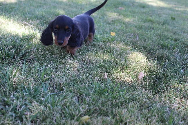 IMG_8712 RAVEN PUPPIES 9-2-2026 Long hair Female #2 SOLD