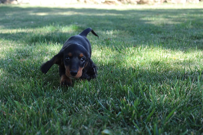 IMG_8718 RAVEN PUPPIES 9-2-2026 Long hair Female #2 SOLD