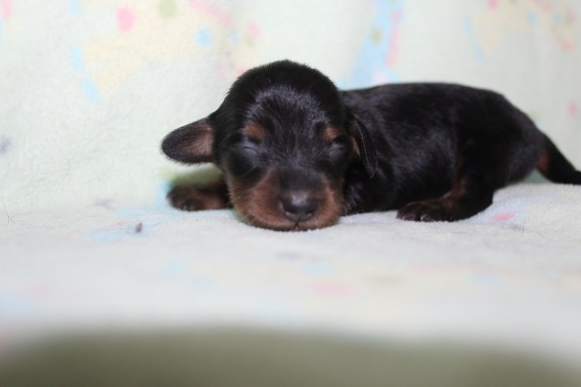 IMG_7938 MAZIE PUPPIES 8-19-2026 Long-haired Male #1 SOLD
