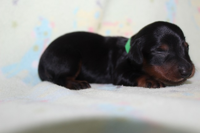 Long-haired Male #2 SOLD