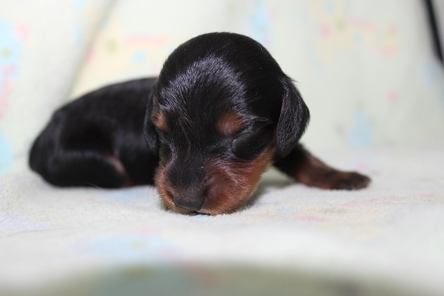 IMG_7955 MAZIE PUPPIES 8-19-2026 Long-haired Male #3 SOLD