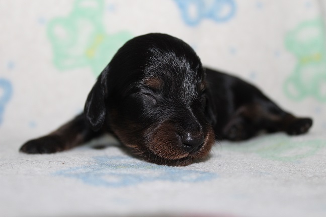 Long-haired Male #4 SOLD