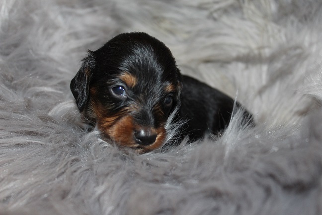IMG_8558 MAZIE PUPPIES 9-2-2026 Long-haired Male #1 SOLD