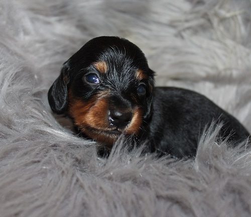 Long-haired Male #2 SOLD