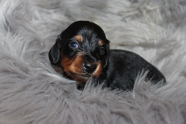 Long-haired Male #2 SOLD