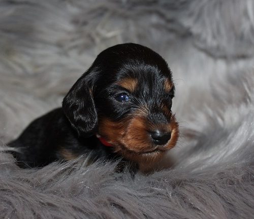 Long-haired Male #3 SOLD