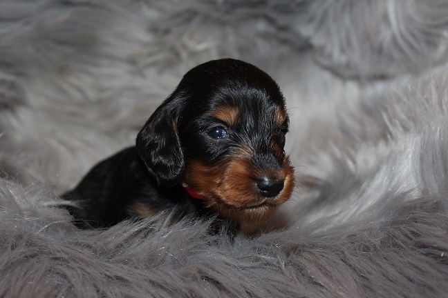 IMG_8567 MAZIE PUPPIES 9-2-2026 Long-haired Male #3 SOLD