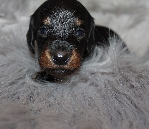 Long-haired Male #4 SOLD