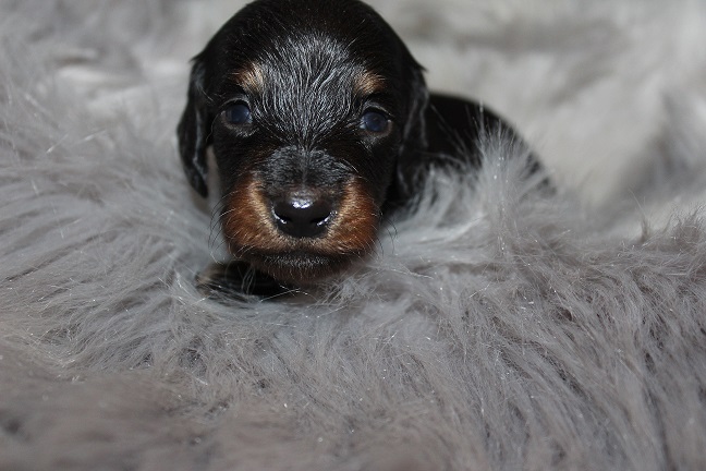 Long-haired Male #4 SOLD