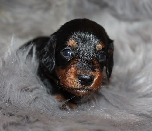 Long-haired Female #1 SOLD