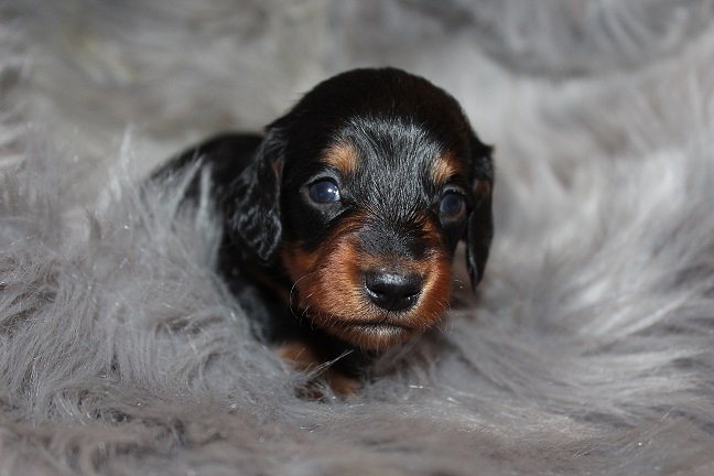 Long-haired Female #1 SOLD