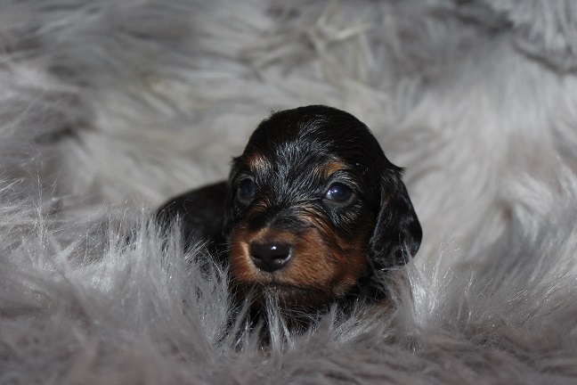 Long-haired Female #3 SOLD