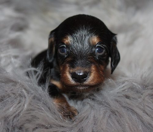 Long-haired Female #4 SOLD