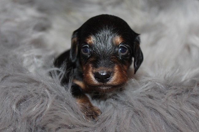 Long-haired Female #4 SOLD