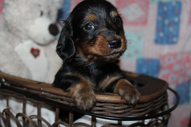 IMG_8942 mazie puppies 9-9-2026 Long-haired Male #1 SOLD