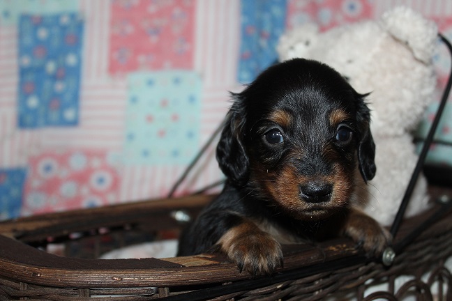IMG_8946 MAZIE PUPPIES 9-9-2026 Long-haired Male #1 SOLD