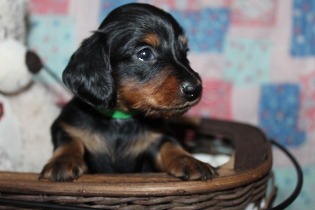 IMG_8952 MAZIE PUPPIES 9-9-2026 Long-haired Male #2 SOLD