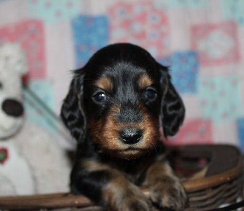 Long-haired Male #3 SOLD