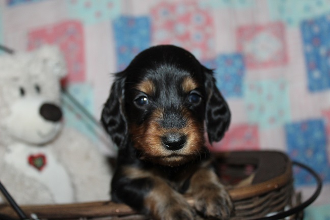 IMG_8961 MAZIE PUPPIES 9-9-2026 Long-haired Male #3 SOLD