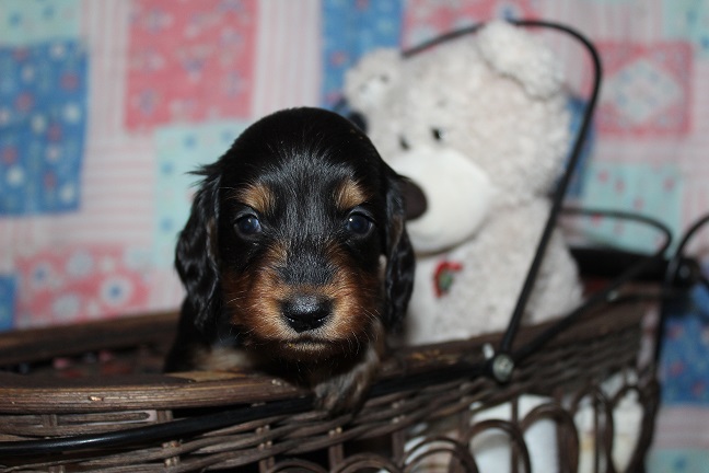 IMG_8964 MAZIE PUPPIES 9-9-2026 Long-haired Male #3 SOLD