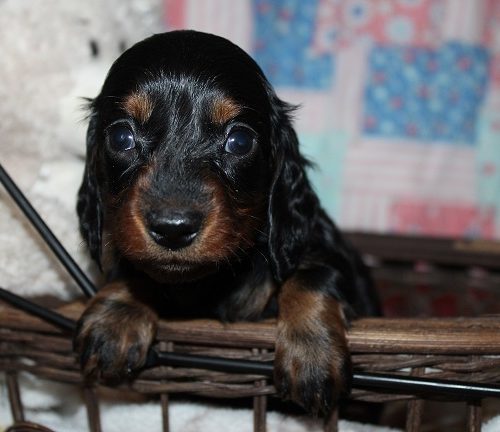 Long-haired Female #2 SOLD