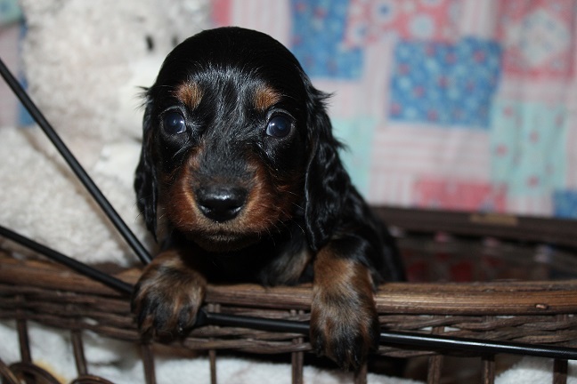 Long-haired Female #2 SOLD