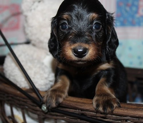 Long-haired Female #3 SOLD