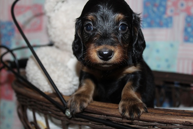 Long-haired Female #3 SOLD